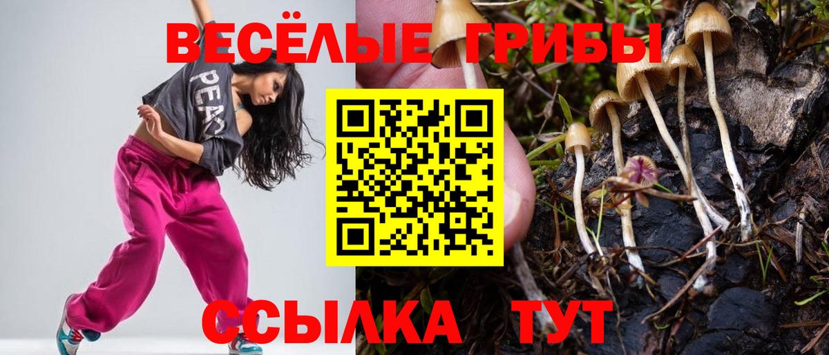 Псилоцибиновые грибы Magic Shrooms  Вход с VPN  Кондопога  Псилоцибиновые грибы Psilocybine cubensis 